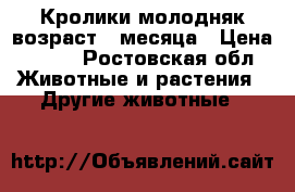 Кролики молодняк возраст 2 месяца › Цена ­ 250 - Ростовская обл. Животные и растения » Другие животные   